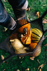Variety of Pumpkins thumbnail