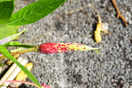 Dwarf Evening Primrose, Bud thumbnail