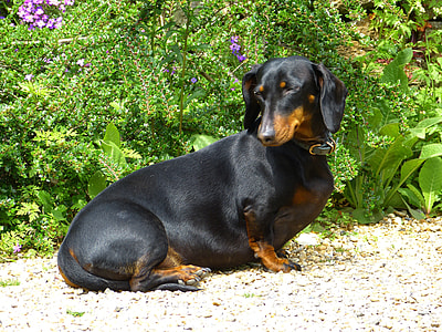 black and tan dachshund sitting on white ground thumbnail