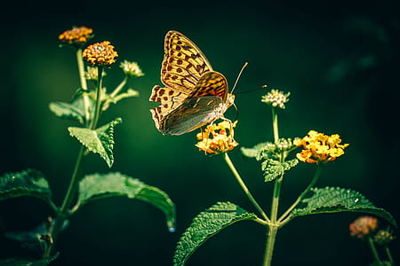 photo of brown and gray longwing butterfly thumbnail