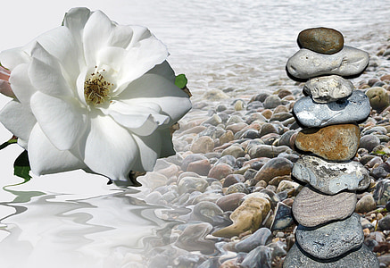 white rose beside pebbles thumbnail