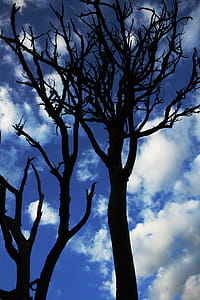 Dead Trees Under White Cloudy Blue Sky thumbnail