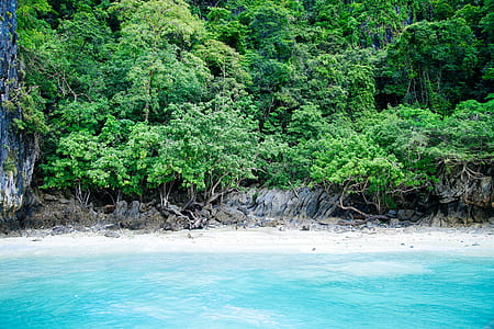 sea shore near trees thumbnail