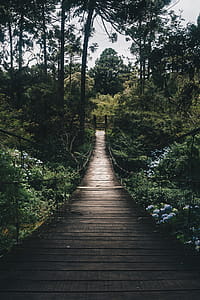 Black Hanging Bridge Surrounded by Green Forest Trees thumbnail