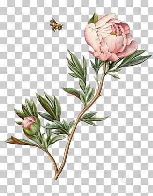 Botanical illustration Drawing Watercolor painting Peony Illustration, Watercolor peony, pink peony flower illustration PNG clipart