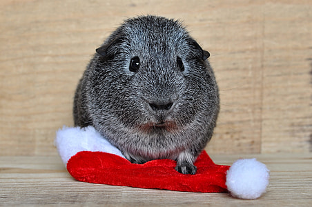 hamster on Santa hat thumbnail