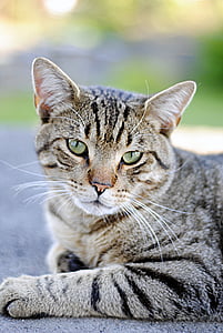 closeup photography of brown tabby cat thumbnail
