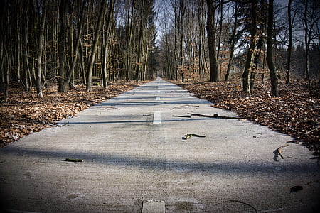 road in between bare trees thumbnail