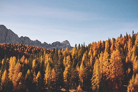 orange leafed trees near mountain photo thumbnail