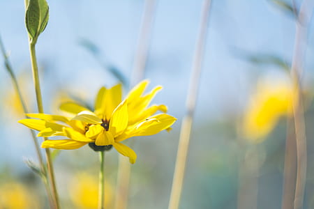 shallow focus photography of yellow Jerusalem artichoke flower thumbnail