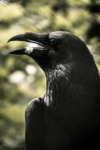 close-up photo of crow thumbnail