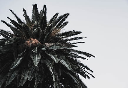 green palm tree under white sky at daytime thumbnail