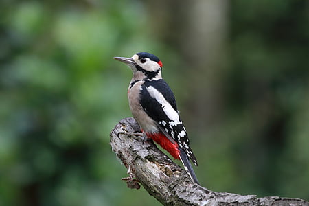 white and black bird thumbnail