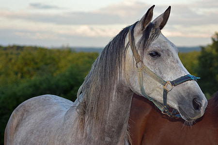 selective focus photo of a horse thumbnail