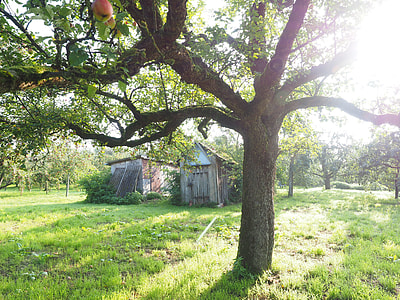 brown shed cover by green grass thumbnail