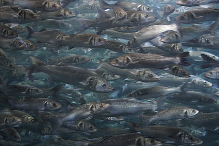 grey school of fish painting thumbnail