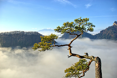 top view of tree thumbnail