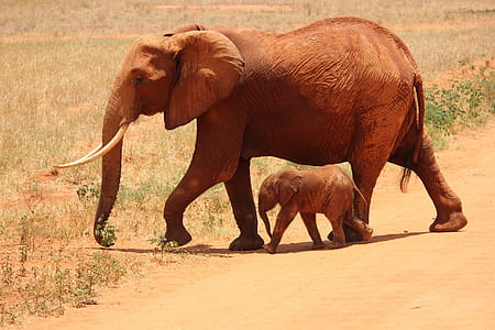 1 Elephant Beside on Baby Elephant thumbnail