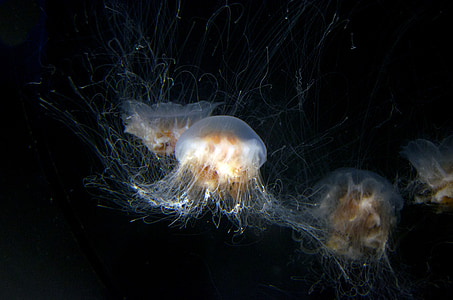 white jellyfish thumbnail