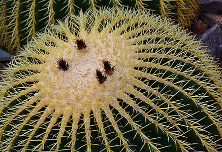 macro photograph of ball cactus thumbnail