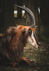 selective focus photography brown and white antelope prone lying on ground near tall trees at daytime thumbnail