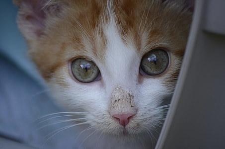 photo of white and brown tabby kitten thumbnail