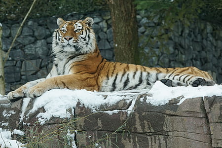 tiger lying on rock coated with snow thumbnail