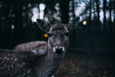 deer in front of deer thumbnail