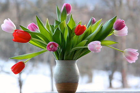shallow focus of pink and red flowers thumbnail
