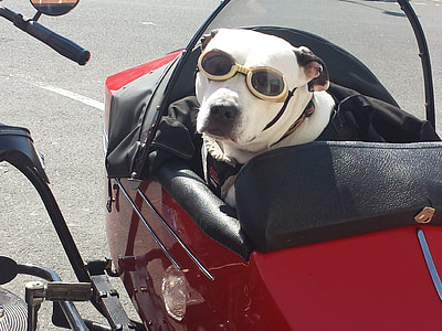 dog wearing sunglasses on motorcycle sidecar thumbnail