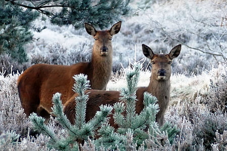 brown deers on grass field thumbnail