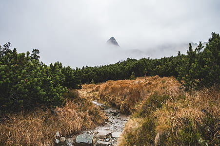 landscape photography of foggy mountain thumbnail