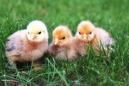 three chicks on green grass thumbnail
