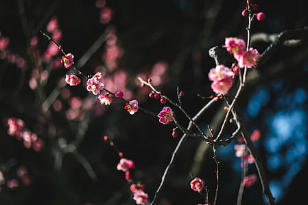 pink and brown flowers in shallow focus photography thumbnail
