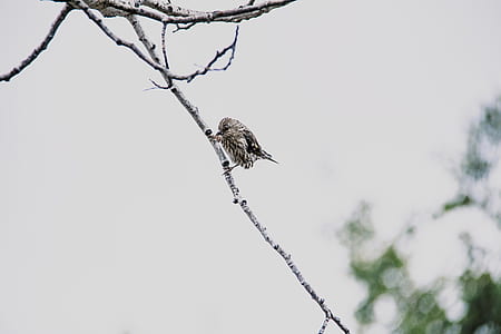 brown bird thumbnail