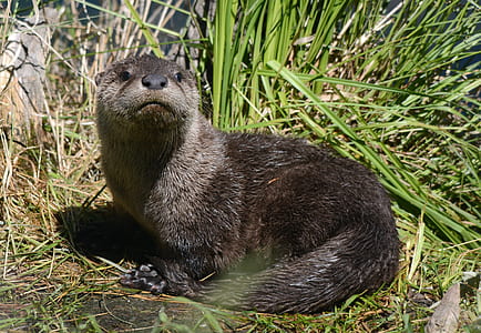 otter animal on green grass field thumbnail