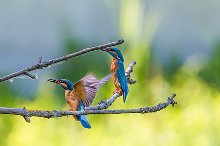 two hummingbirds on tree branch thumbnail