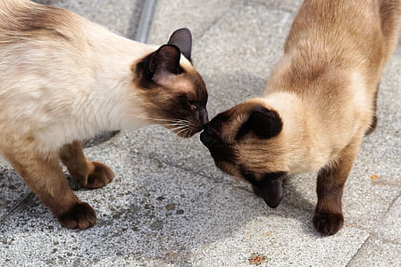 two Siamese cats smelling each other thumbnail