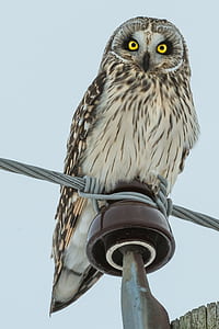 low angle photo of gray and brown owl thumbnail