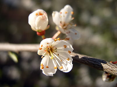 white cherry blossoms in closeup photography thumbnail