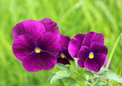 close up photography of purple pansy flowers thumbnail