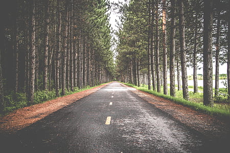 concrete road between forest thumbnail