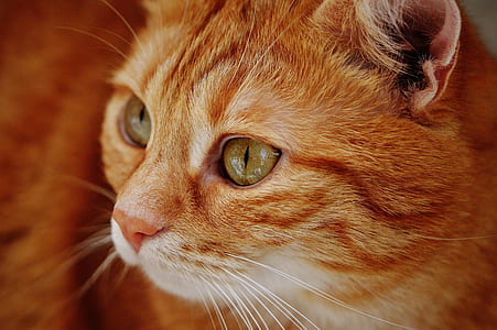 close up photography of orange tabby cat thumbnail