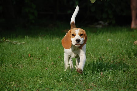 white and lemon beagle puppy on green grass at daytime thumbnail