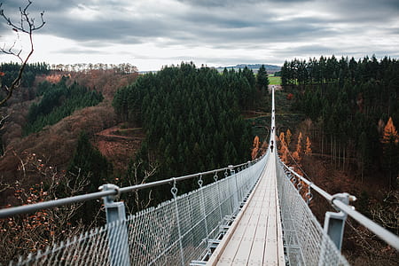 bridge, tree, woodland, forest thumbnail