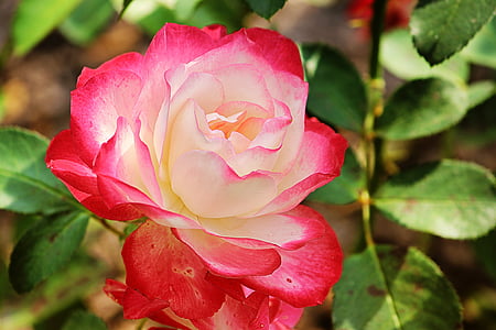 macro photography of pink and white flower thumbnail
