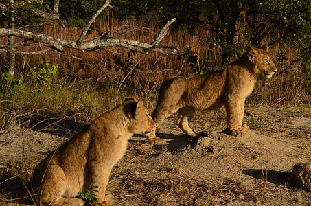 two lioness standing on soil surrounded by dried grass thumbnail