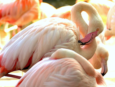 selective focus photography of flamingo thumbnail