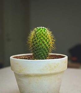 green cactus planted on white pot thumbnail