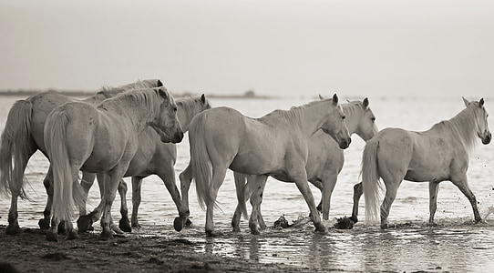 six white horse at body of water during daytime thumbnail